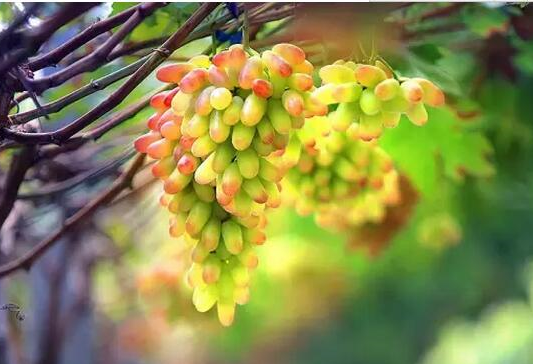 經(jīng)驗之談：水果種植謀出路的五句金字良言（果農必看）
